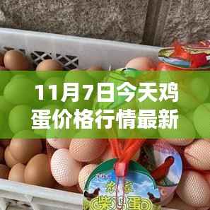 11月7日鸡蛋价格行情解析,最新深度分析与市场动态