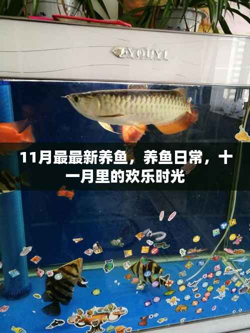 十一月养鱼日常，欢乐时光的记录