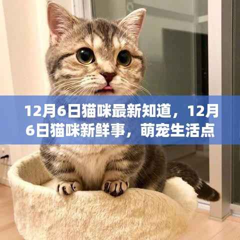 12月6日猫咪最新知道，12月6日猫咪新鲜事，萌宠生活点滴记录