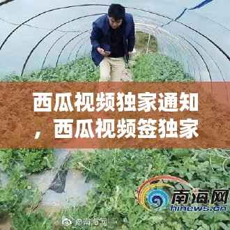 西瓜视频独家通知，西瓜视频签独家与不签的区别 