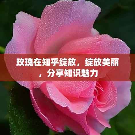 玫瑰在知乎绽放,绽放美丽,分享知识魅力