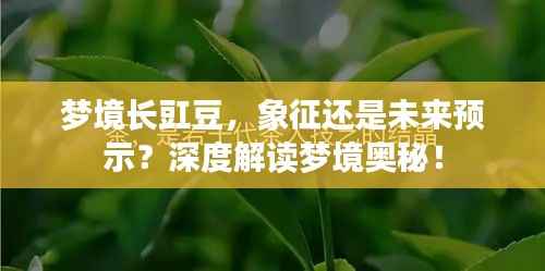 梦境长豇豆,象征还是未来预示?深度解读梦境奥秘!