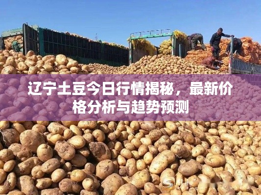 辽宁土豆今日行情揭秘,最新价格分析与趋势预测