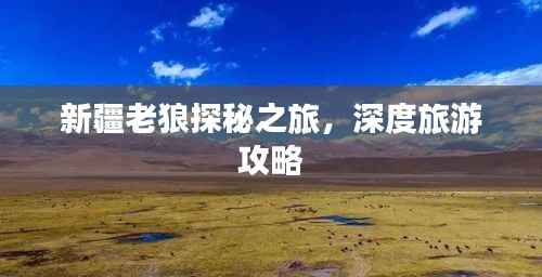 新疆老狼探秘之旅,深度旅游攻略