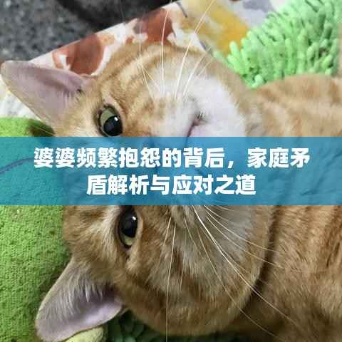 婆婆频繁抱怨的背后,家庭矛盾解析与应对之道