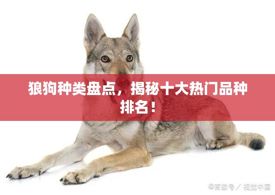 狼狗种类盘点,揭秘十大热门品种排名!