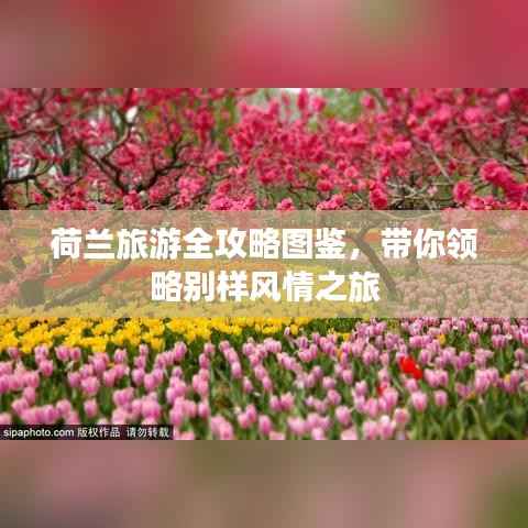 荷兰旅游全攻略图鉴,带你领略别样风情之旅