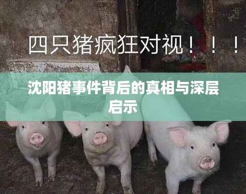 沈阳猪事件背后的真相与深层启示