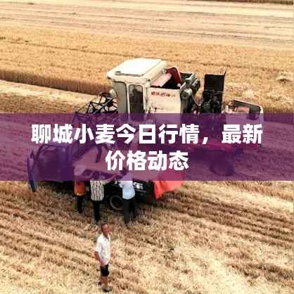 聊城小麦今日行情，最新价格动态