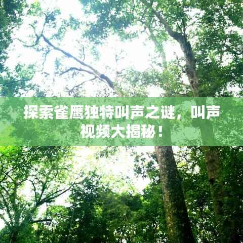 探索雀鹰独特叫声之谜，叫声视频大揭秘！