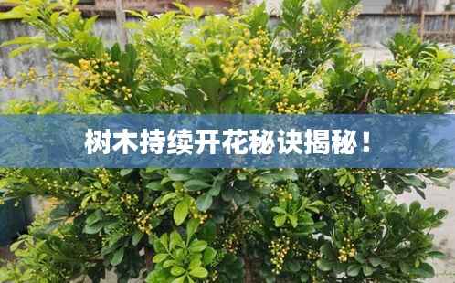 树木持续开花秘诀揭秘!
