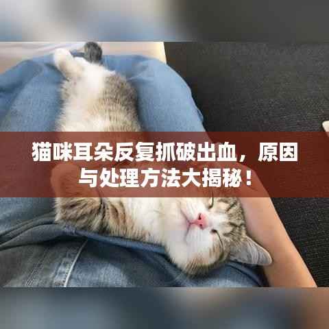 猫咪耳朵反复抓破出血，原因与处理方法大揭秘！