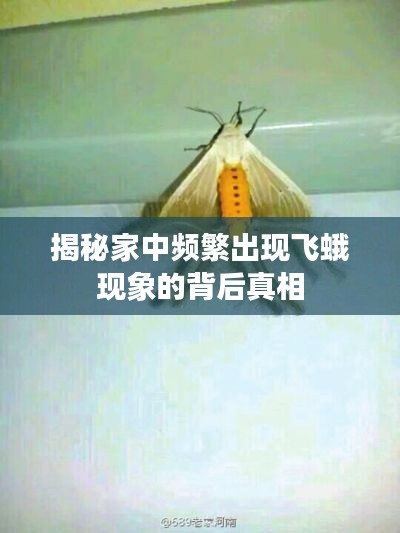 揭秘家中频繁出现飞蛾现象的背后真相