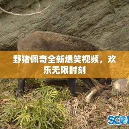 野猪佩奇全新爆笑视频，欢乐无限时刻