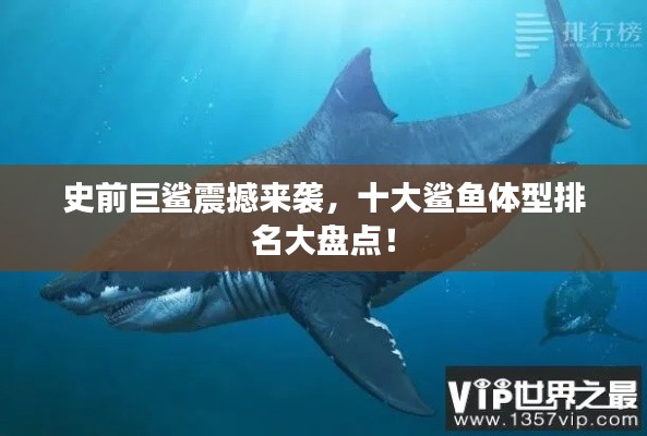 史前巨鲨震撼来袭,十大鲨鱼体型排名大盘点!