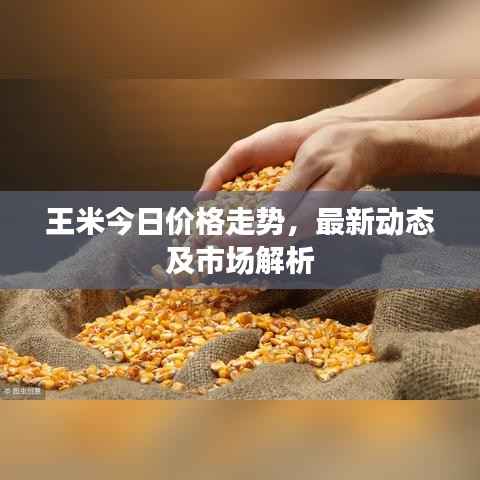 王米今日价格走势,最新动态及市场解析