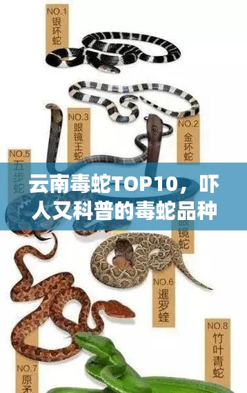 云南毒蛇TOP10，吓人又科普的毒蛇品种排名
